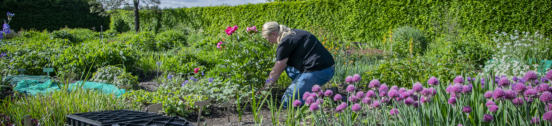 Student in een groen veld met bloemen en planten aan het werk.