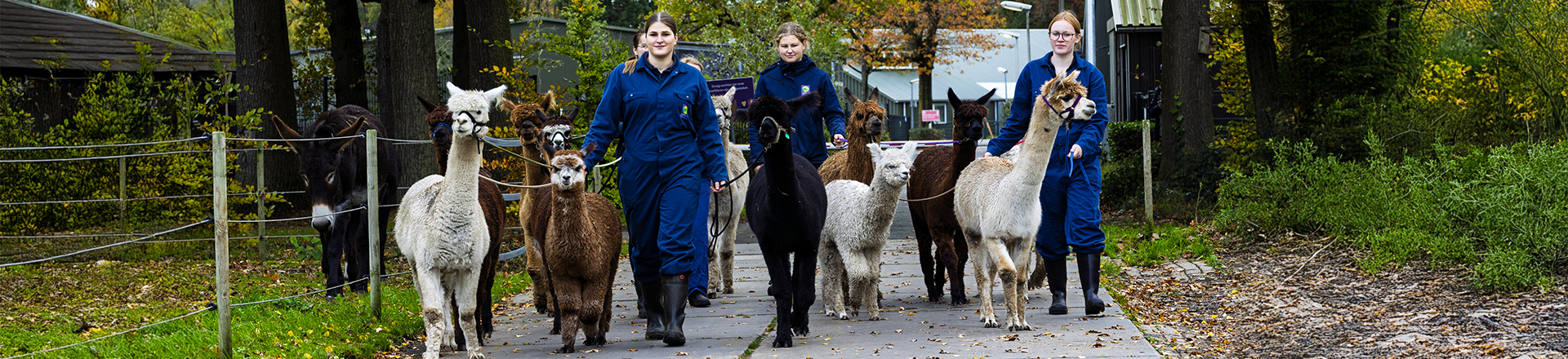 Groepje studenten met Alpaca's die samen over een weg wandelen.