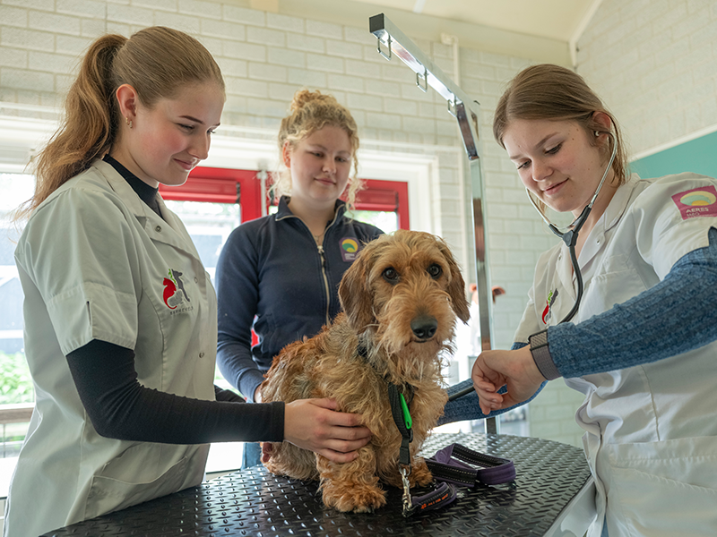 Studenten van Aeres MBO Barneveld oefenen in een dierenpraktijk