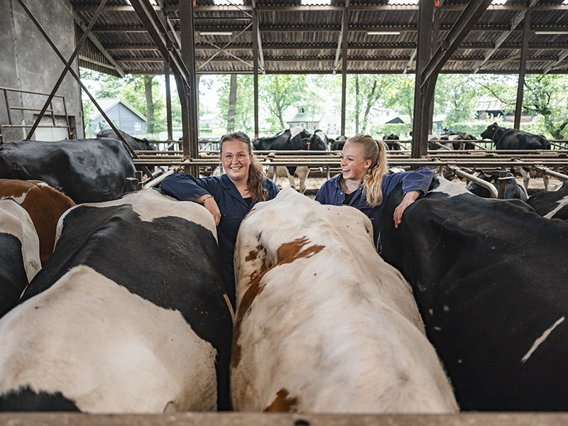 Studenten van Aeres MBO Barneveld staan bij koeien in stal