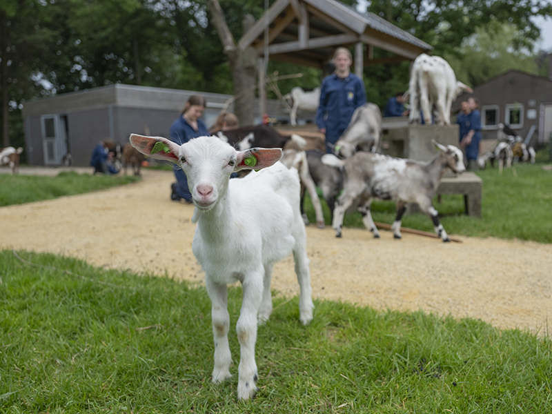 Studenten van Aeres MBO Barneveld verzorgen dieren van een kinderboerderij