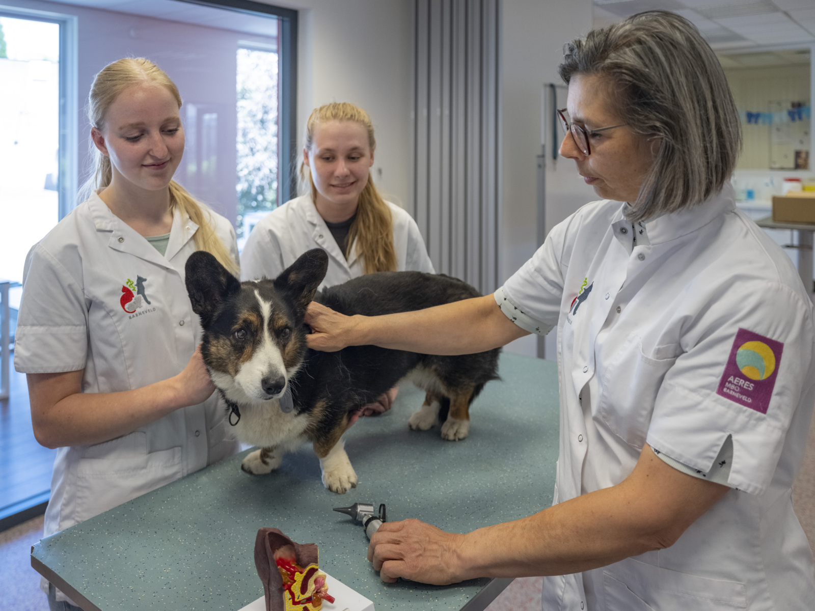 Studenten van Aeres MBO Barneveld oefenen in een dierenpraktijk