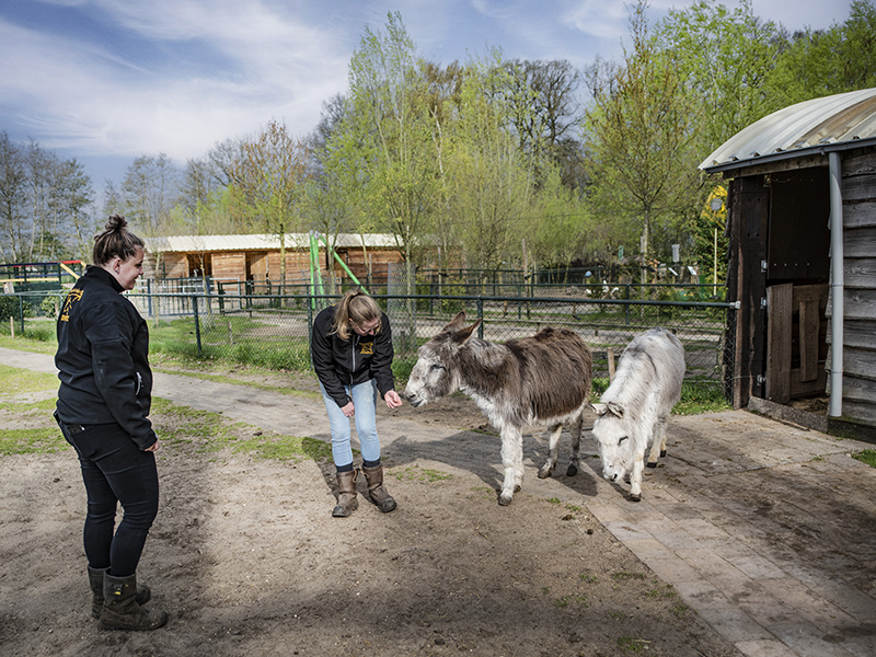Studenten van Aeres MBO Buitenpost verzorgen kinderboerderijdieren