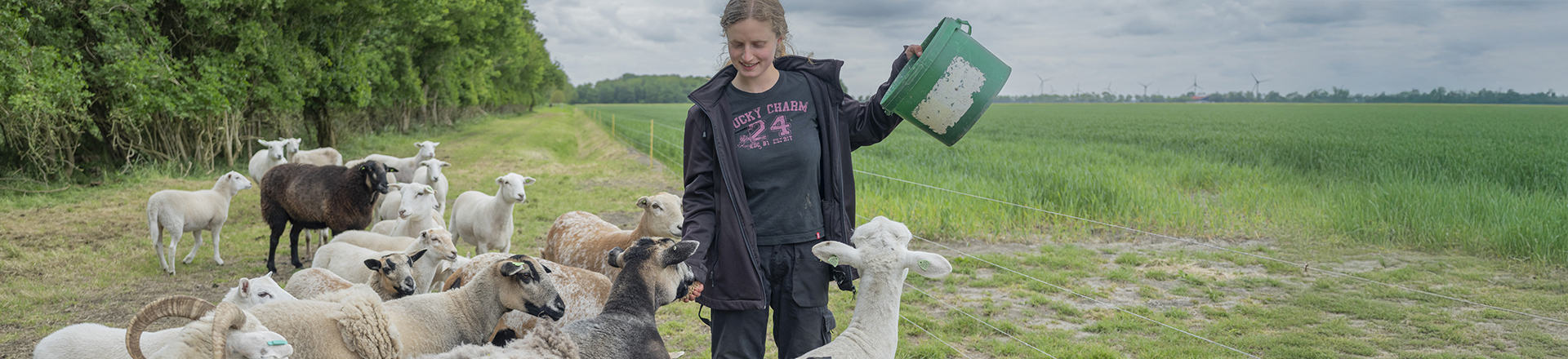 studenten heeft eten aan groepje schapen in de wei.