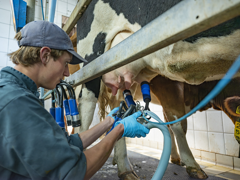 Student Aeres MBO Dronten Warmonderhof met melkmachine