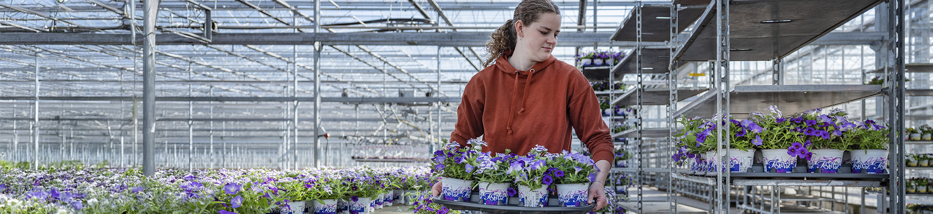student in bloemenkas aan het werk met een tray bloemen die ze op een kar zet.