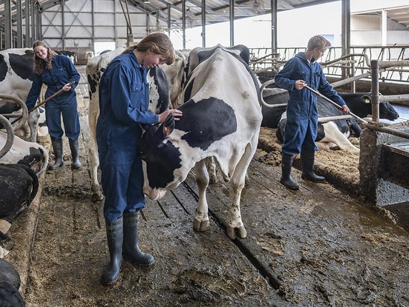 Studenten Aeres MBO Emmeloord verzorgen koeien in stal