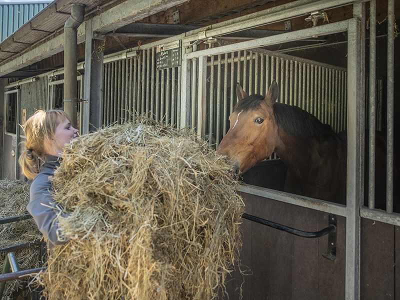 Student Aeres MBO Heerenveen voert paard in stal