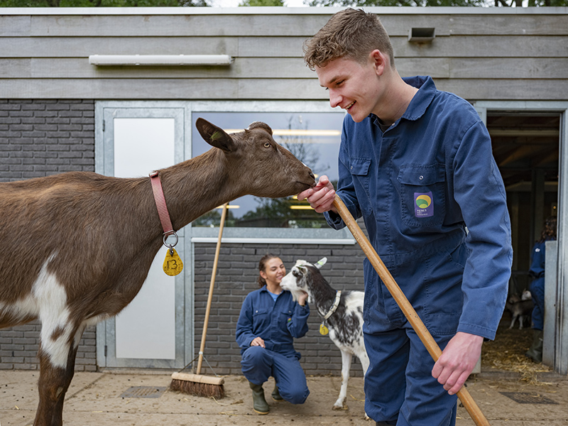 Studenten Aeres MBO Heerenveen verzorgen geiten op kinderboerderij