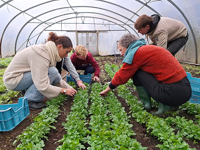 Studenten Aeres MBO Velp inspecteren gewassen in kas