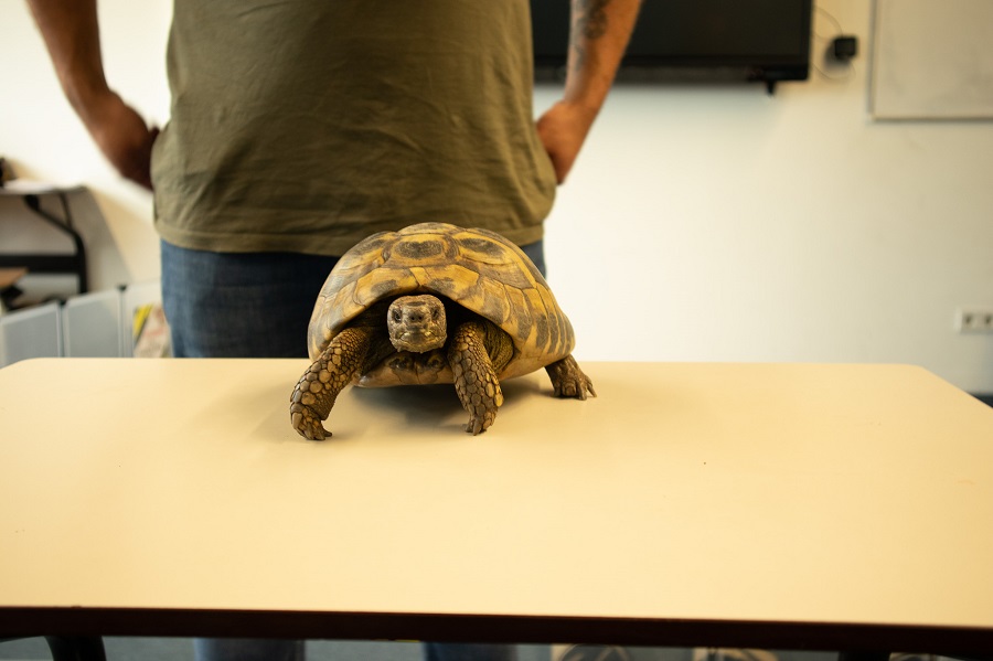 Studenten Dierverzorging op excursie schildpad