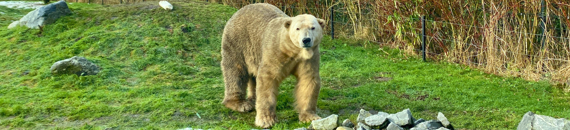 IJsbeer bij AquaZoo, stageplek van student Xander de Gruil