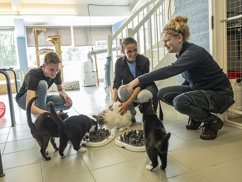 twee meiden en ene jongen met katten