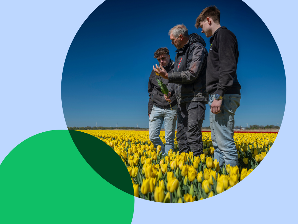 man en twee jongens staan in tulpenveld.