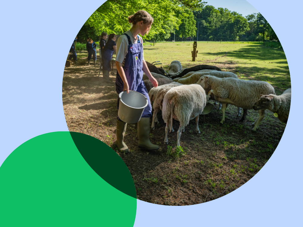 meisje bij schaap