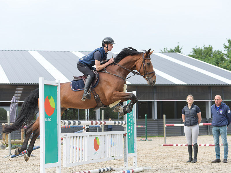 Paard