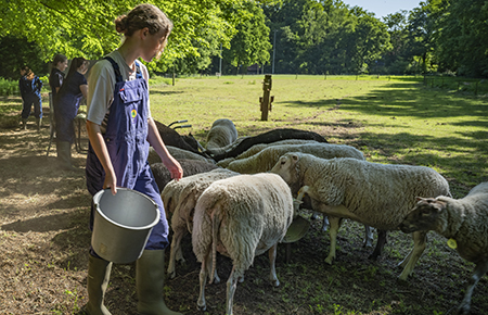 Student leert over het managen van een schapenbedrijf tijdens de mbo-opleiding Bedrijfsleider dierverzorging (niveau 4)