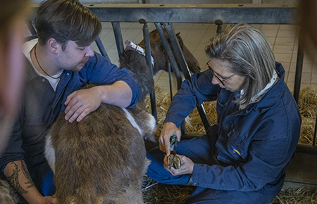 Studenten leren de basis van dierverzorging bij de mbo-opleiding Medewerker dierverzorging (niveau 2)