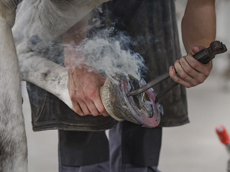 Hoefverzorging van een paard bij mbo-opleiding Paard