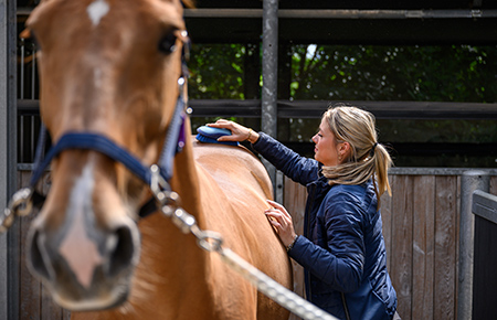 Student verzorgt paard tijdens mbo-opleiding Paardenhouderij niveau 2