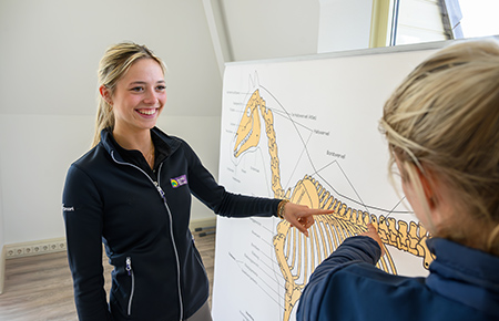 Student leert over de gezondheid van paarden tijdens mbo-opleiding Paardensport en-houderij niveau 3