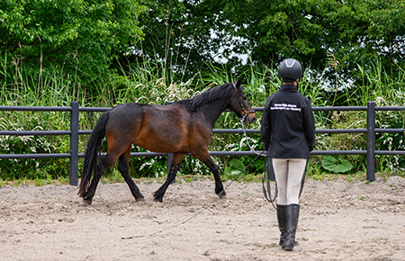 Student traint eigen wedstrijdpaard tijdens de opleiding instructeur paardensport en -houderij niveau 3